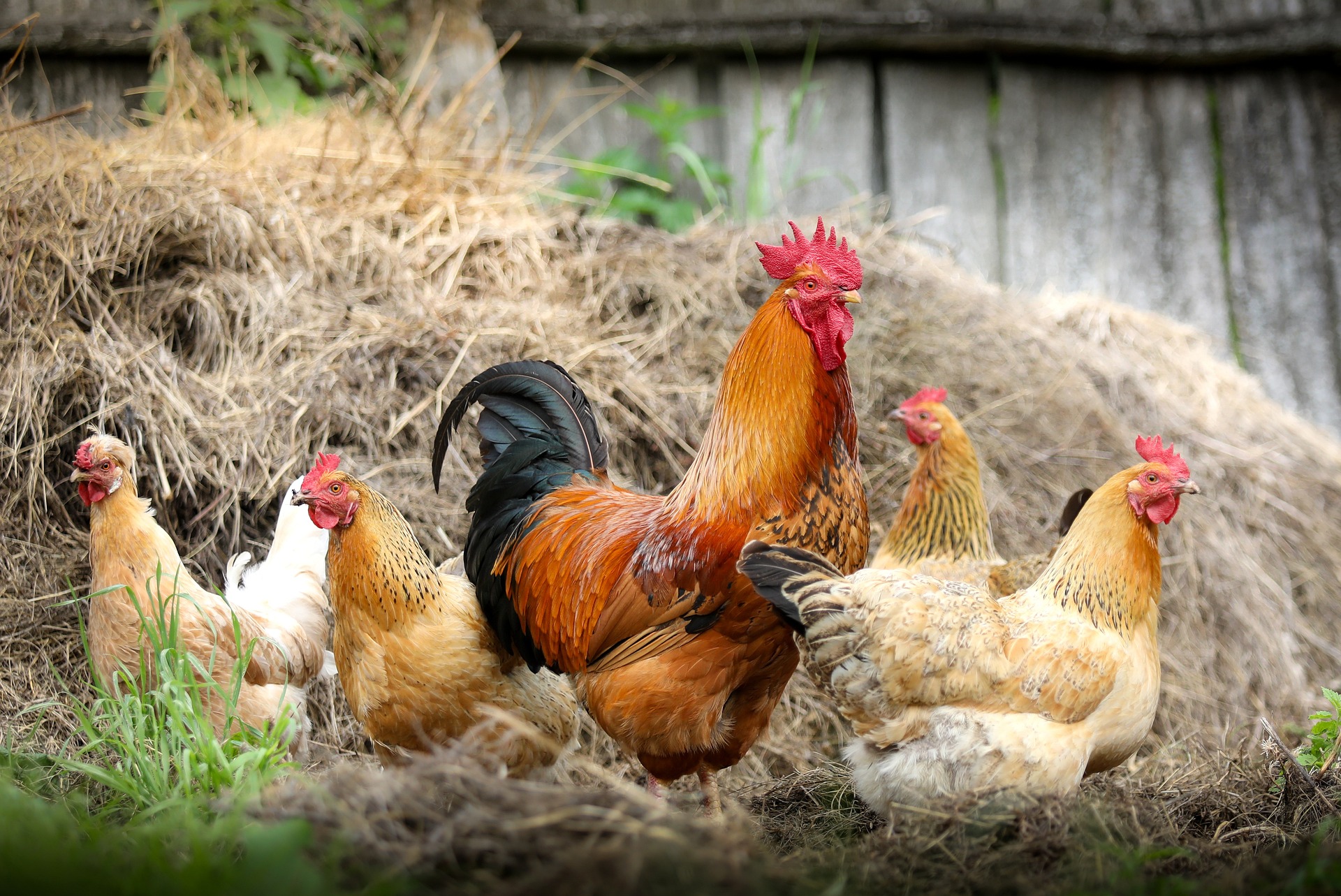 Chickens: The heroes of the homestead journey