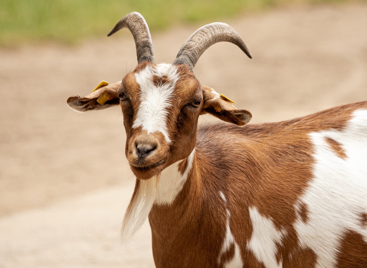 Goats: The Homestead Lawnmowers