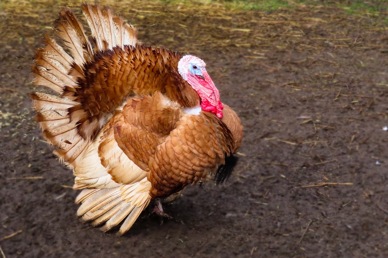Turkeys: High protein and a sustainable food source