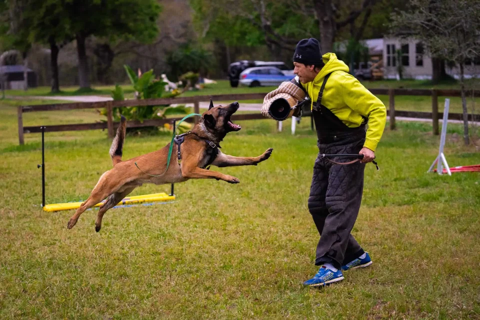 Canine Guardians: A Man’s Best Friend For Personal Protection