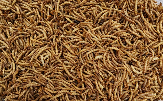 Mealworm farming; A protein source for animals and people
