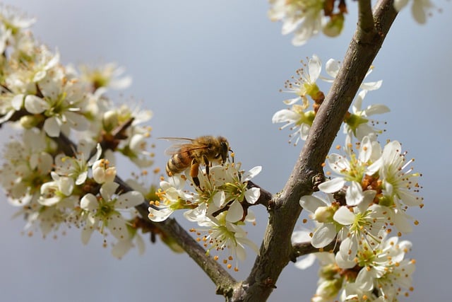 Beekeeping Tips: How to Care for Bees and Harvest Honey